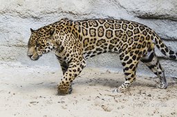 36